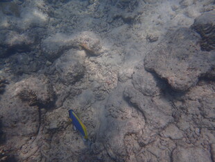 海底礁石旁的蓝色小鱼