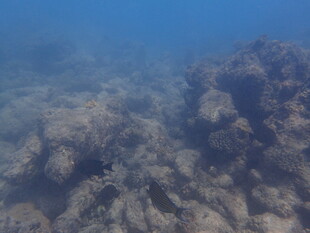 马尔代夫海底珊瑚景观