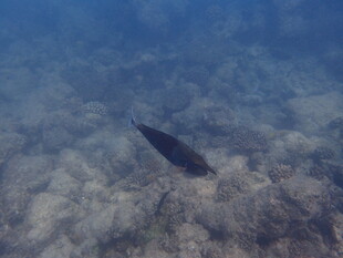 马尔代夫深海中游动的神秘鱼类