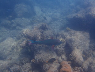 马尔代夫海底游动的彩色小鱼