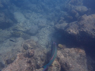 海底游动的彩色小鱼