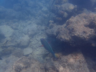 海底礁石旁的神秘鱼类