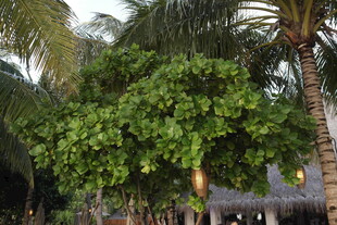 马尔代夫繁茂绿树与棕榈树景观