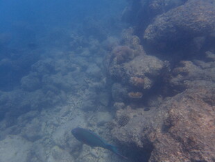 马尔代夫海底世界中的神秘鱼类