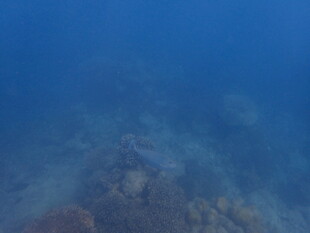 马尔代夫海底珊瑚景观