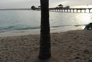 马尔代夫海边沙滩上的孤独树干