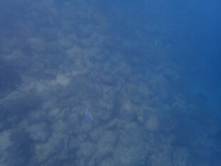 马尔代夫海底景象 神秘蓝色世界