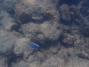 马尔代夫海底世界中的蓝色小鱼