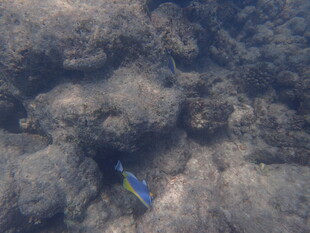 马尔代夫海底礁石间的蓝色小鱼