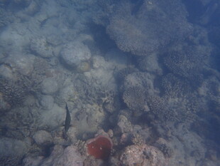 马尔代夫海底珊瑚与神秘小鱼