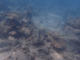 马尔代夫海底珊瑚礁景观