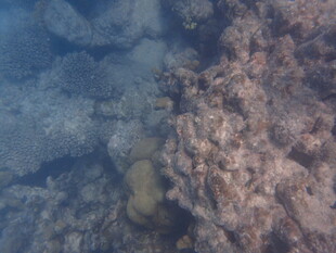 马尔代夫海底礁石景观