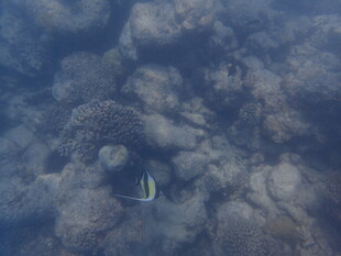 马尔代夫海底礁石旁的小鱼