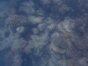 马尔代夫海底珊瑚景观