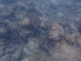 马尔代夫海底珊瑚景象