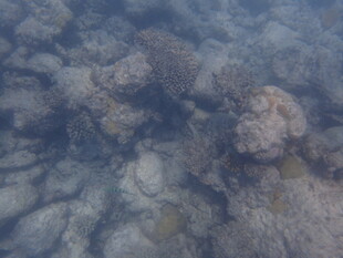 马尔代夫海底岩石景象