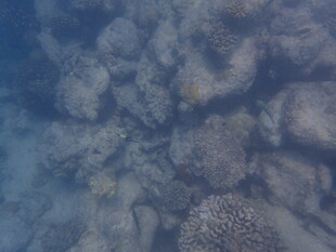 马尔代夫海底珊瑚景观