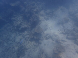 马尔代夫水下蓝色朦胧景象