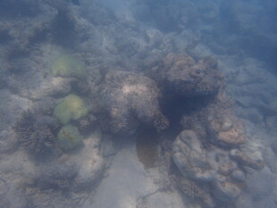 马尔代夫海底珊瑚景观