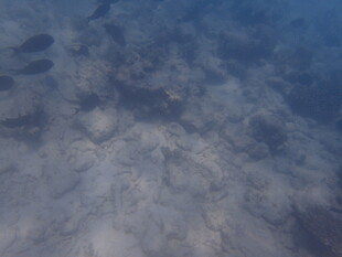 马尔代夫清澈水底的沙石景象