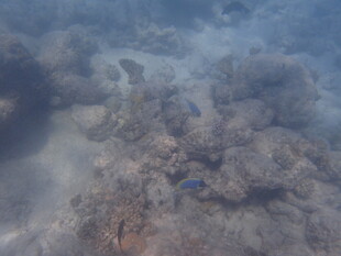 马尔代夫海底珊瑚景观