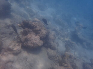 马尔代夫海底珊瑚景观