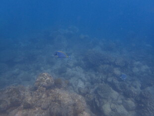 马尔代夫海底珊瑚景观