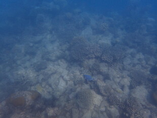 马尔代夫海底珊瑚景象