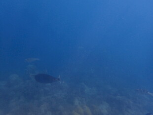 马尔代夫海底游鱼景象