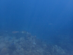 马尔代夫海底景象