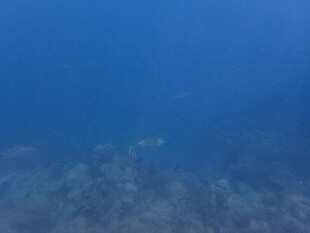 马尔代夫海底世界浅蓝色海水景象