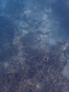 马尔代夫清澈水底的沙石景观