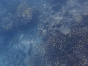 神秘的水下世界