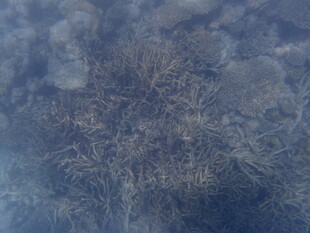 马尔代夫冰面下的奇妙冰晶世界