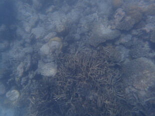 马尔代夫海底珊瑚景观