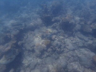 马尔代夫海底景象