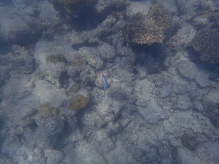 岩石与海洋生物