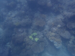 马尔代夫海底神秘的珊瑚景观