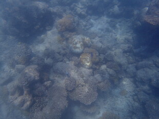 马尔代夫海底珊瑚景观