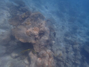 马尔代夫海底神秘礁石景观