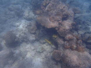 马尔代夫海底珊瑚与游动小鱼