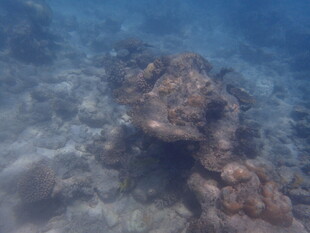 马尔代夫海底礁石景观