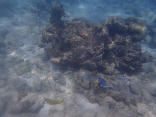 马尔代夫海底珊瑚景观