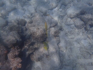 马尔代夫海底景象