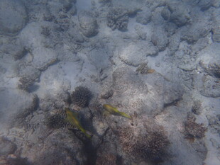 海底景象中的两条小鱼