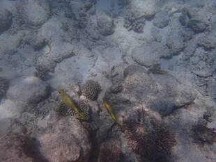 海底景象中的黄色海洋生物