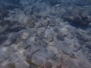 马尔代夫海底岩石景观