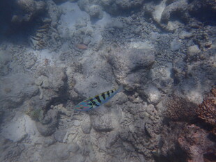 海底游动的条纹小鱼