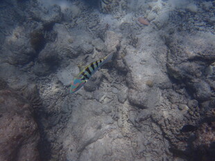 海底游动的条纹小鱼