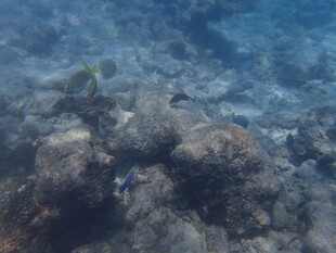 海底珊瑚与游动小鱼